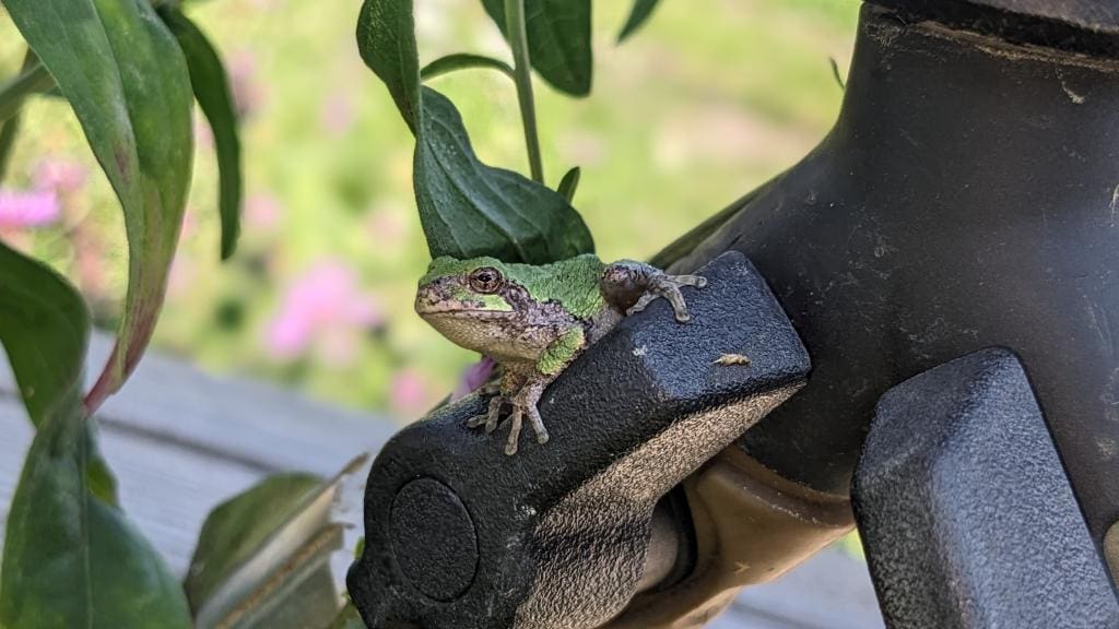 Tiny frog perched on a garden hose valve in the pasture.