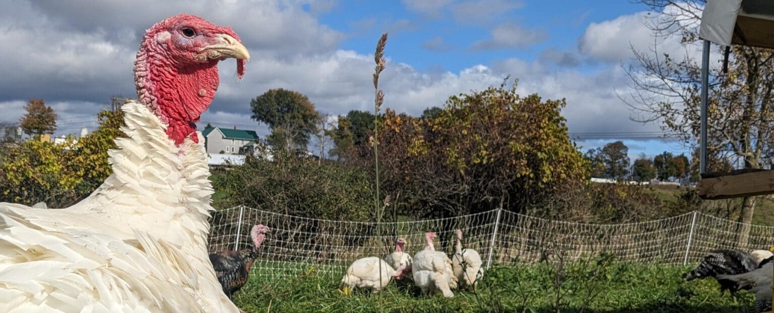 Pasture raised turkeys on a hillside at Wrong Direction Farm