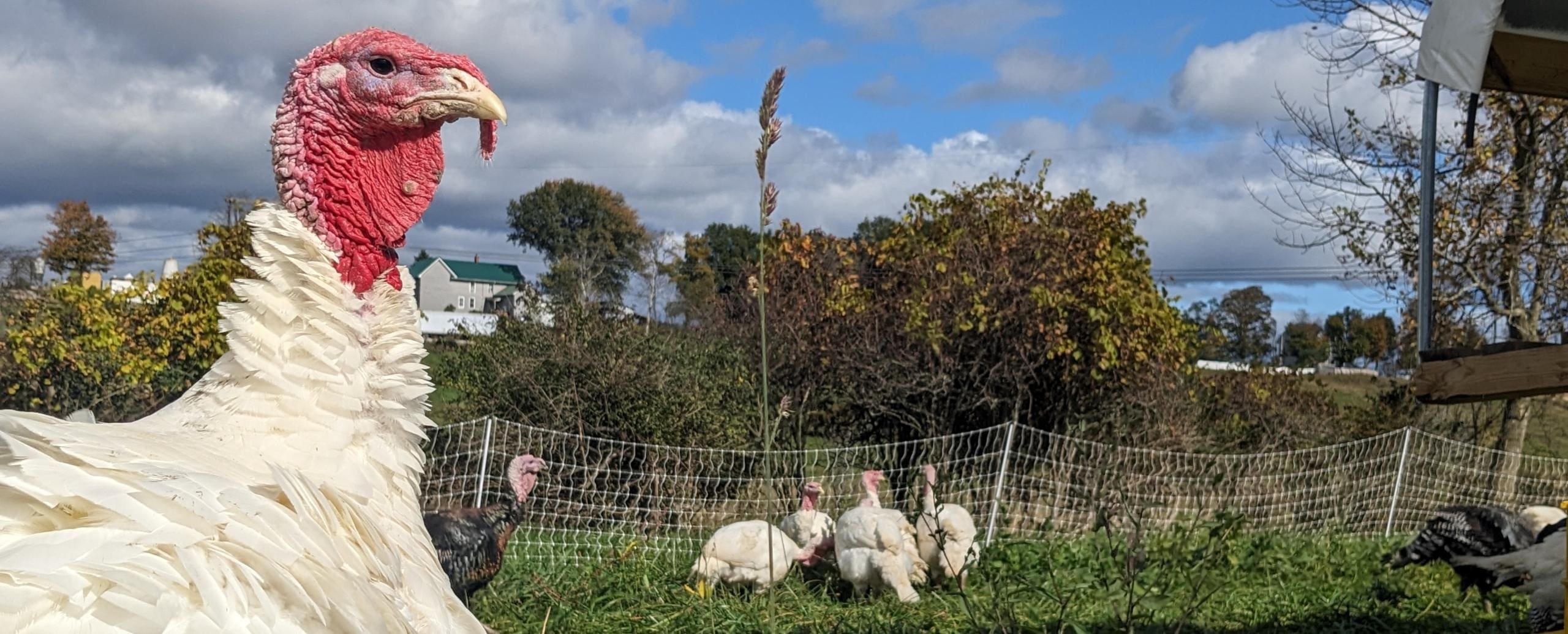 Pasture raised turkeys on a hillside at Wrong Direction Farm